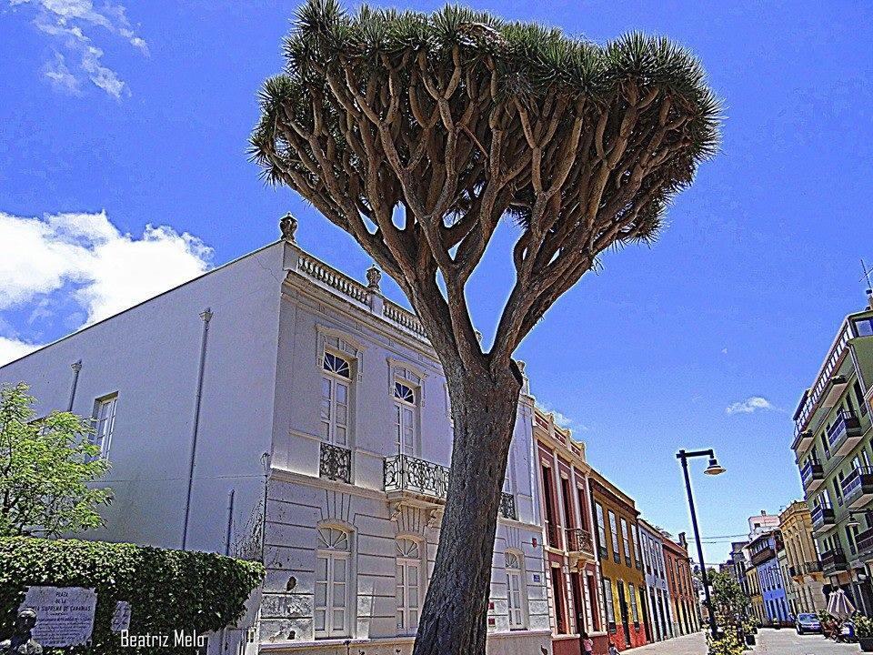 Apartamento Ossuna La Laguna  Exterior foto